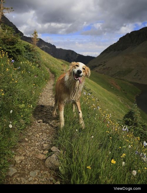 Aww, cute submission! :)
Smilin’ miss Tipper ! 