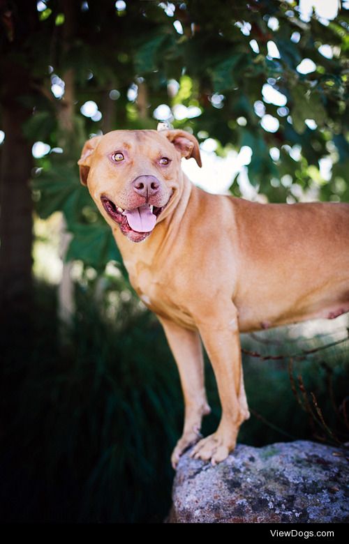 This is MARGO she is a female pit bull/lab mix 2 yrs old 50 lbs….