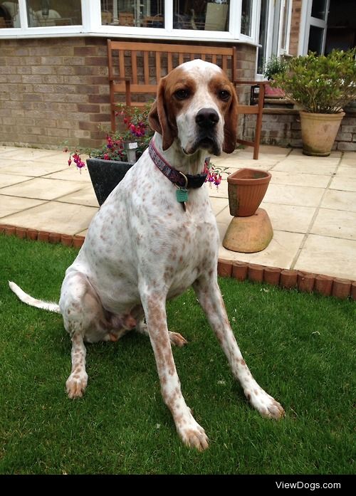 Jim  the english pointer