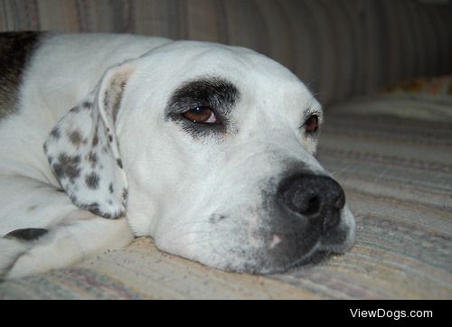 sleepy Toph
AmStaff, Pug, Collie, Mutt – 7 years old