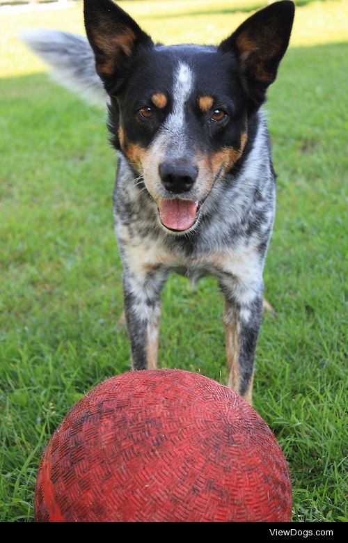 My friends 4 year old Blue Heeler named Carter :)