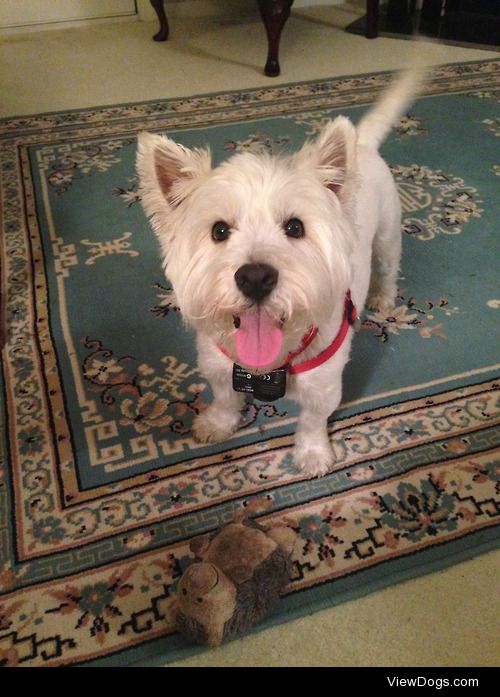 my grandma’s adorable westie mix Harry!