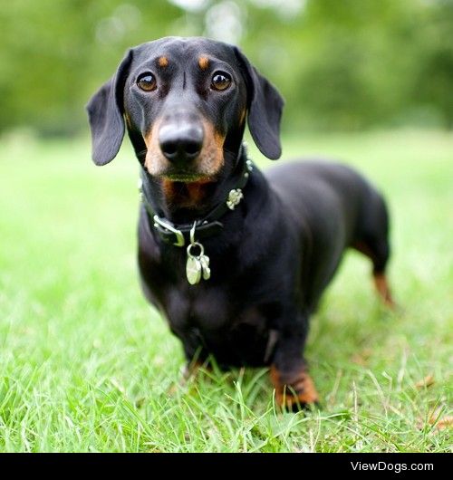 thedogist:

Herman le Grande, Dachshund (3 y/o), Hyde Park,…