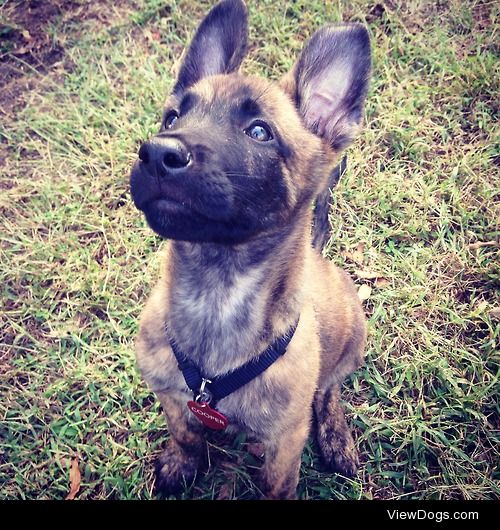 cooper the 9 week old Dutch shepherd