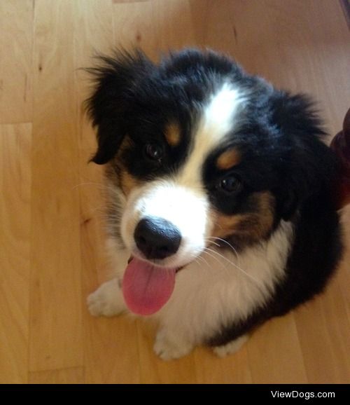 This is Aubree, our tri Australian Shepherd puppy. Don’t let her…