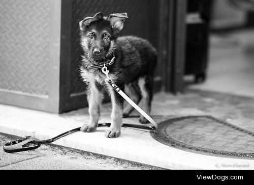 German Shepherd / / Marco Comentale