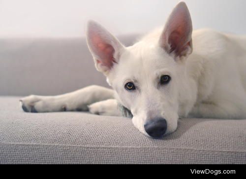 White Swiss Shepherd / / Antoaneta Deleva