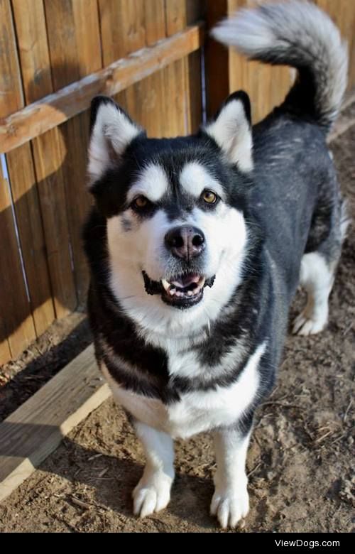 TJ – Foster Home Needed
Alaskan Malamute • Adult • Female •…