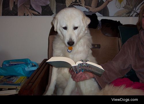 Maremma reading time. 