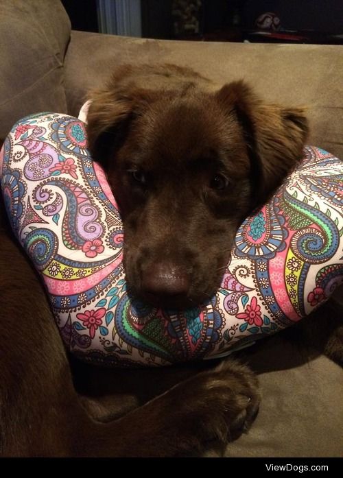Dublin is my labrador mix rescue, she is a spoiled princess…