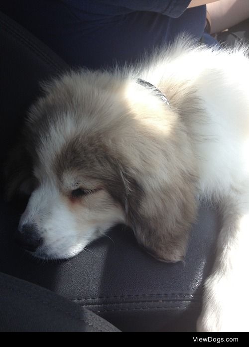 Naga my Great Pyrenees mix at 9 weeks old.