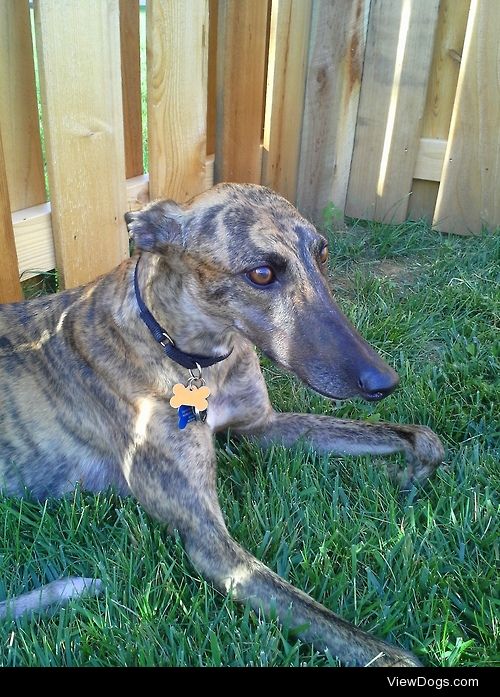 Violet is our almost-3-year-old greyhound. She’s retired…
