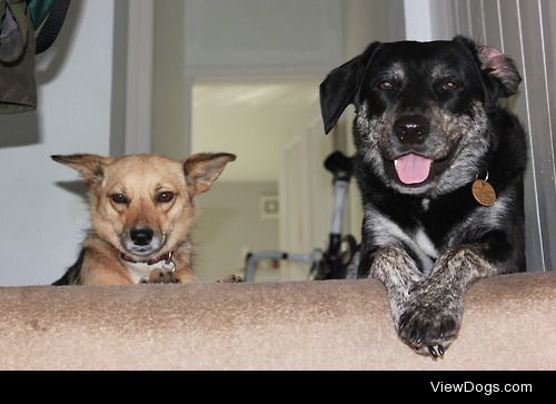 Little dog and middle dog hang out.