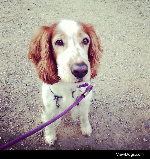 This is Evie, an 11 year old Welsh Springer Spaniel