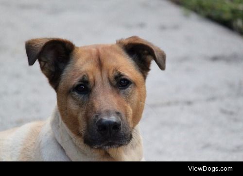 Leo, my German Shepard mix.