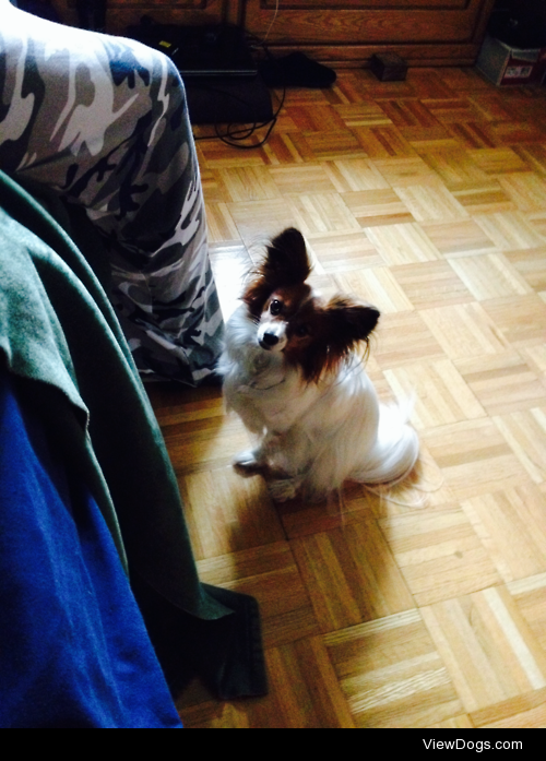 My favorite little brat, Buddy the Papillion.