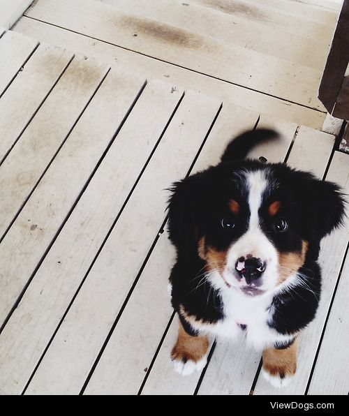 handsomedogs:

This is Belen, my good friend’s Bernese Mountain…