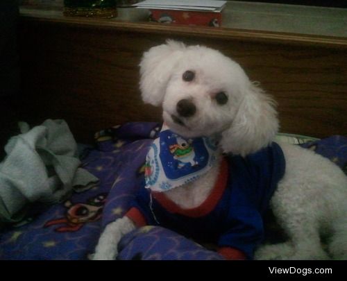 This is Lucky! He is a Bichon Frise and the love of my life!