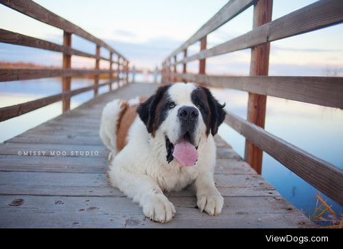 {x}{x}
Would You Rather…
Have Saint Bernard or a…