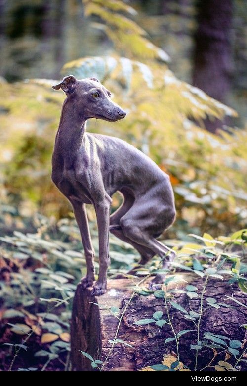 italian greyhound / / Alessandro Manco
