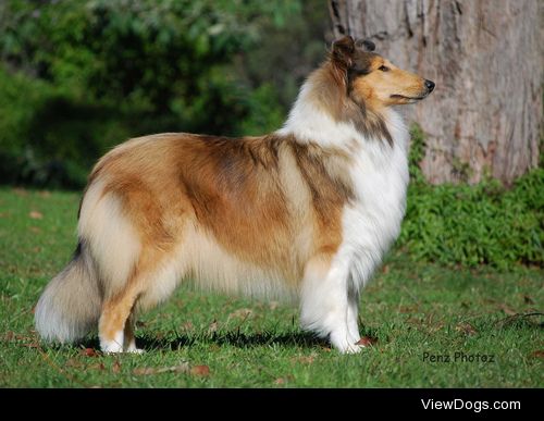 {x}{x}
Would You Rather…
Have a Rough Collie or a Smooth…