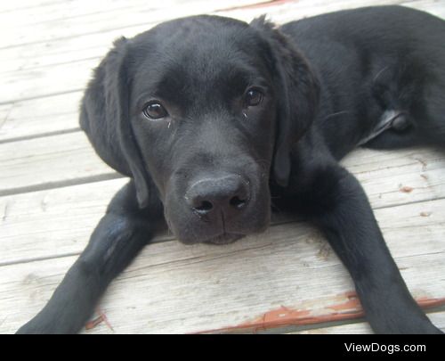 my baby Sammy when he was just a puppy! 