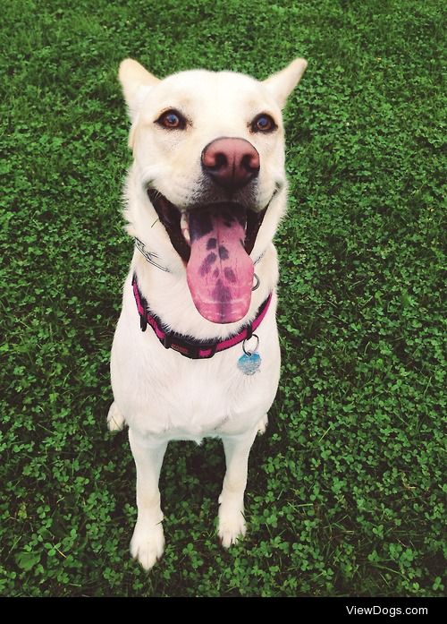 Bella the one year old Huskador. No chow, no shepherd. Yellow…