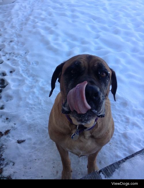 English mastiff