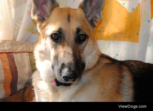 This is my brother’s gorgeous shepherd, Remington, and I…