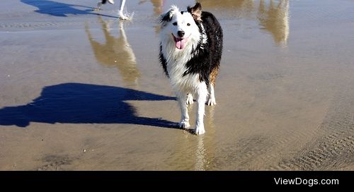 Tessie the Aussie