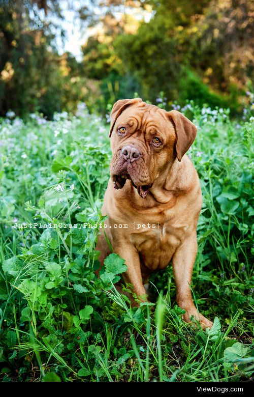 {x}{x}
Would You Rather…
Have a Dogue de Bordeaux or a…