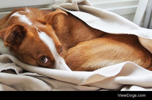 Sleepyhead (Cody, Podenco Andaluz from animal shelter in Malaga,…