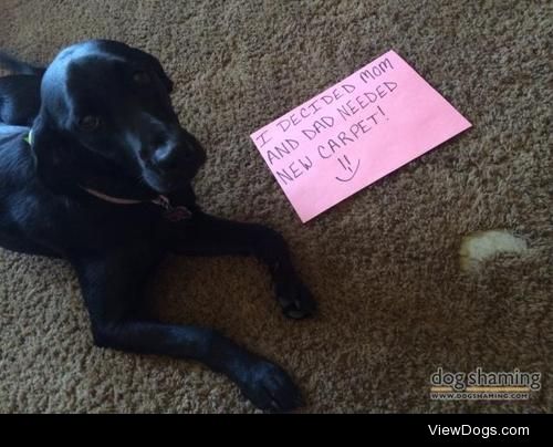 Holy Carp-et!

Stella decided we needed new carpet.