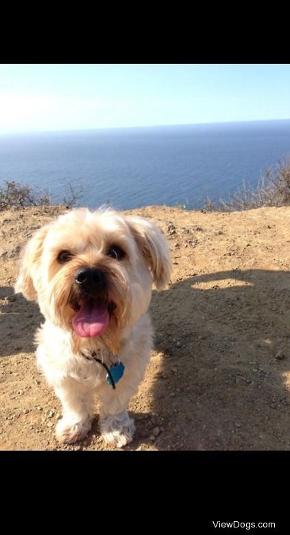 The love of my life, Brutus.

(Top of Oyster Dome trail, WA)