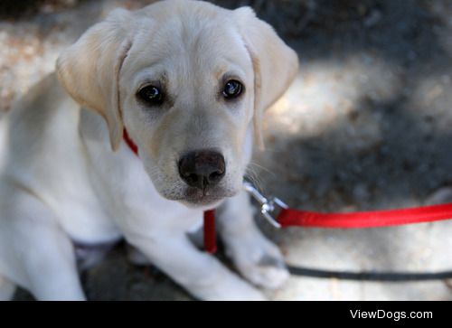 My Labrador puppy, Adi, at about 2 months (she’s two years now) 