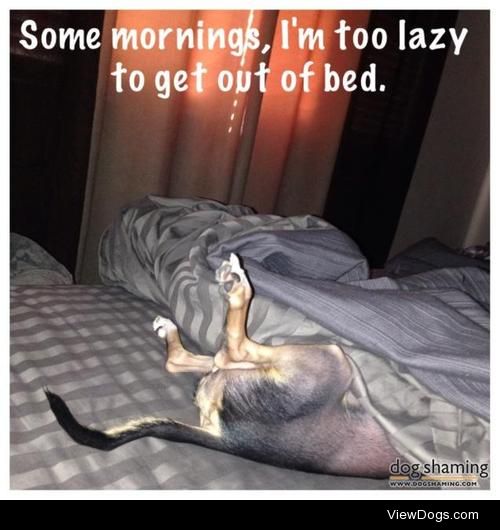 Mornings are RUFF

“Some mornings, I’m too lazy to get out…
