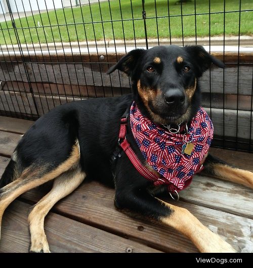 Bailey, the German Shepherd and Doberman mix, patiently awaiting…