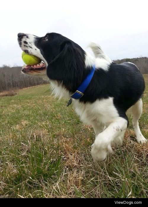 this is my 2 year old brittany spaniel/lab and i just adore this…