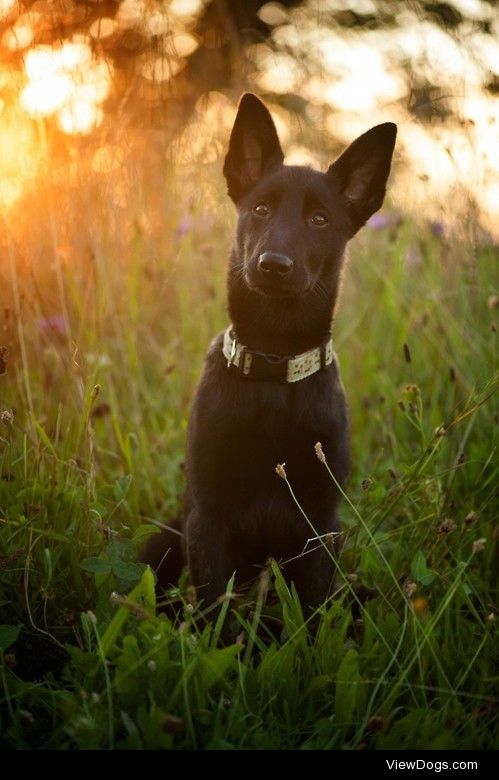 Hollandse Herder Puppy / / Sarah Weber