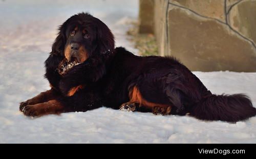 Young Tibetan Mastiff female from Tibet


Evgeny Dubenetsky