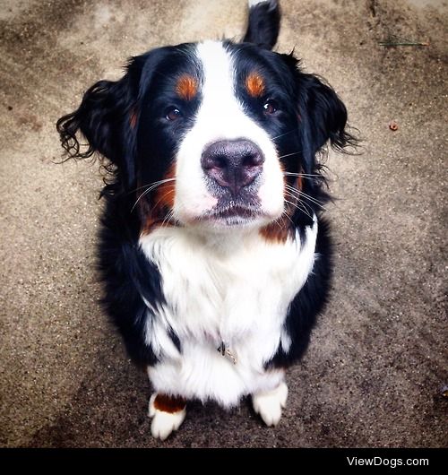 Primrose. 2 years old. Bernese Mountain Dog. Sass level: 10/10….