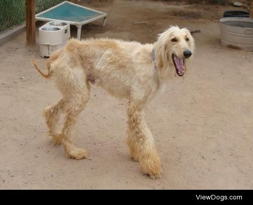 Sazu
Afghan Hound • Adult • Male • Large
Animal Rescue League of…