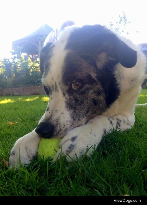 11 year old angel/ welsh border collie Jasper !