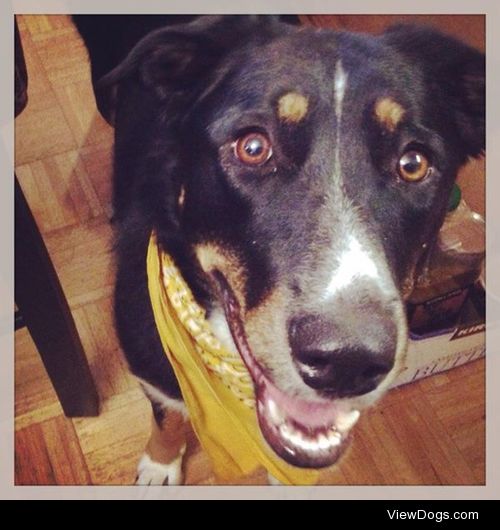 Penny, a 2 y/o Aussie Shepard/Border Collie (maybe some lab?)….