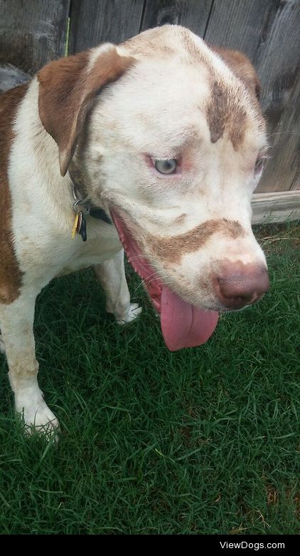 Freeway’s favorite time after a rain. Mud time!