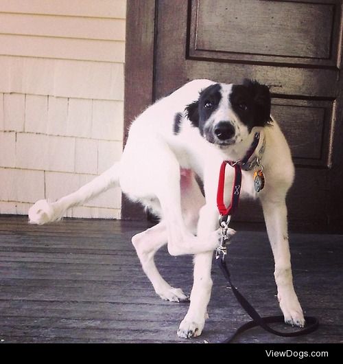 Liam the silken windhound puppy having an itch.