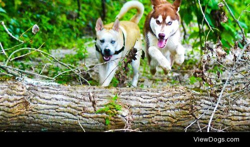Atlas the Husky/Staffordshire Terrier mix and Kovu the Siberian…