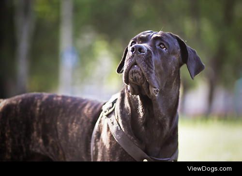 CANE CORSO ITALIANO / / Natalya Yudina