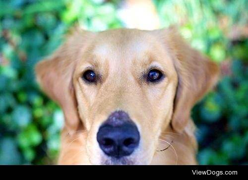 guidedogintraining:

“The better I get to know men, the more I…