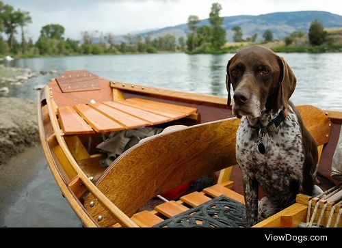 Dog in Drift Boat / / Matthew Spaulding